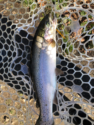 引きの良いトラウト