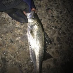 なんとかゲット!