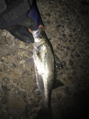 なんとかゲット!