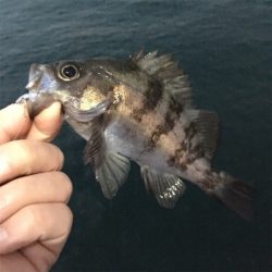 デイゲーからの夕まずめ