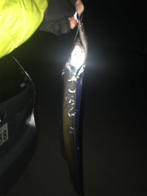 激寒の中でもおったら釣れます