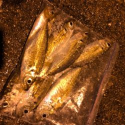 ナイトアジング