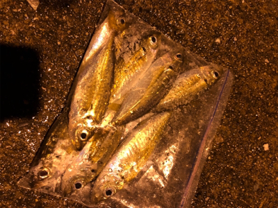 ナイトアジング