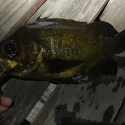 大分はメバルが最高