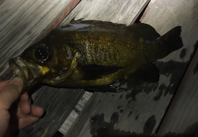 大分はメバルが最高