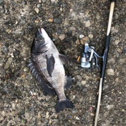 フカセ釣りでチヌ！