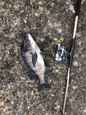 フカセ釣りでチヌ！