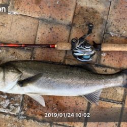 見えシーバス騙し討ち