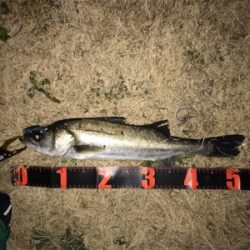 シーバス 70センチ