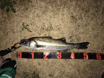 シーバス 70センチ