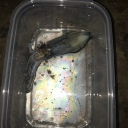 雪の舞う中、ヒイカ釣りσ(^_^;)