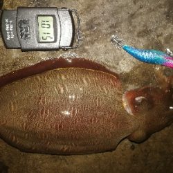 エギング、アジング