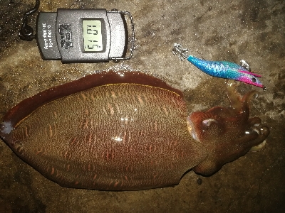 エギング、アジング