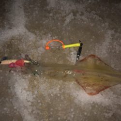 極寒のヤリイカ