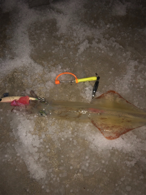 極寒のヤリイカ