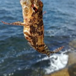 デイライトゲーム