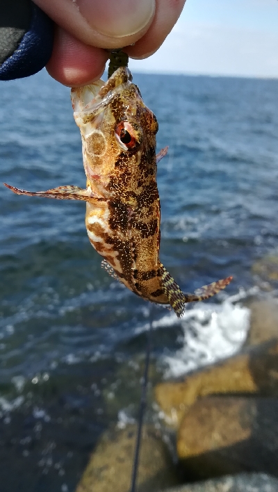 デイライトゲーム