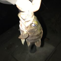 栖本港でライトゲーム①