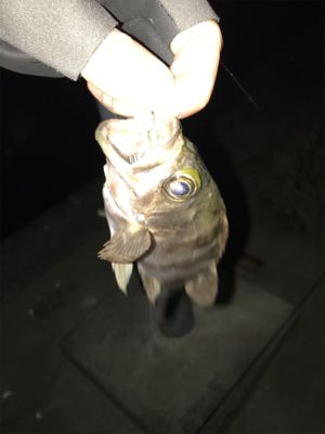 栖本港でライトゲーム①