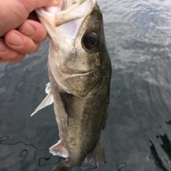 寒波襲来のなら活性高い