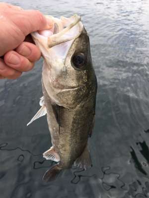 寒波襲来のなら活性高い