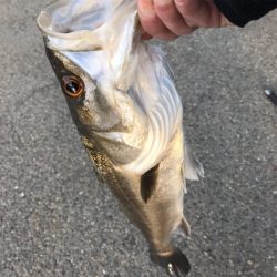 ナイスファイター!