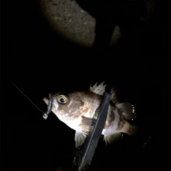 メバリング好調!