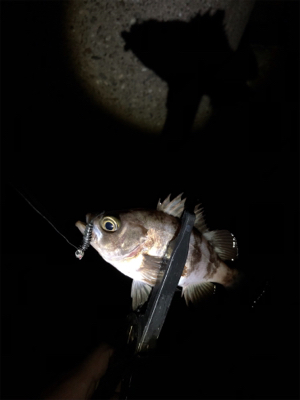 メバリング好調!