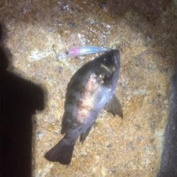 4時間耐久メバリング