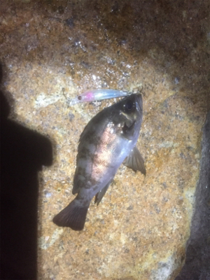 4時間耐久メバリング