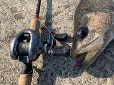 今年初の居着きシーバス♫