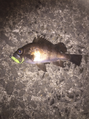 風も波も穏やかでしたが。。