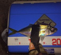 寒波襲来?!佐世保アジング