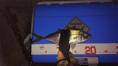 寒波襲来?!佐世保アジング