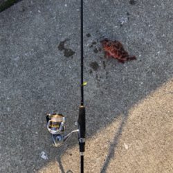 栖本港ライトゲーム②