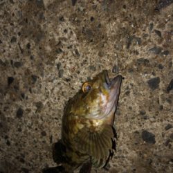 碧南海釣り公園にてヘチ釣り