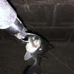 シーバスハプニング