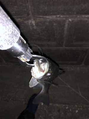 シーバスハプニング