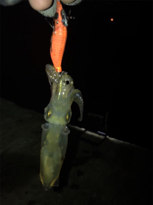 まだヒイカ釣れます(^^)