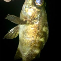 メバリンガー1805〜1845