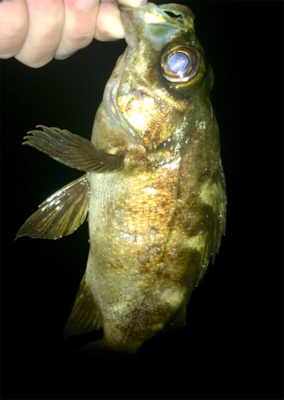 メバリンガー1805〜1845