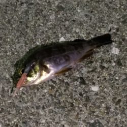 きびしかった。