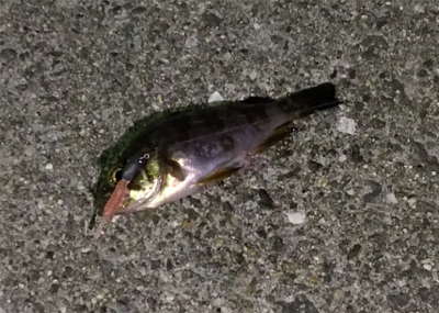 きびしかった。