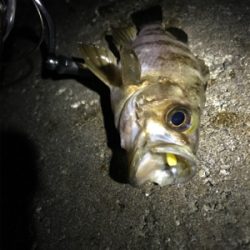 楽しいメバリング