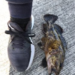 ロックフィッシュ!