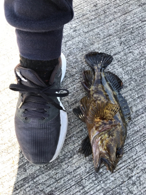 ロックフィッシュ!