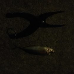 アジングゲーム