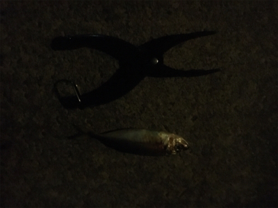 アジングゲーム