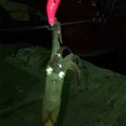 リベンジ ヒイカ釣り(^^)