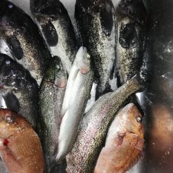 久しぶりの釣り堀へ。